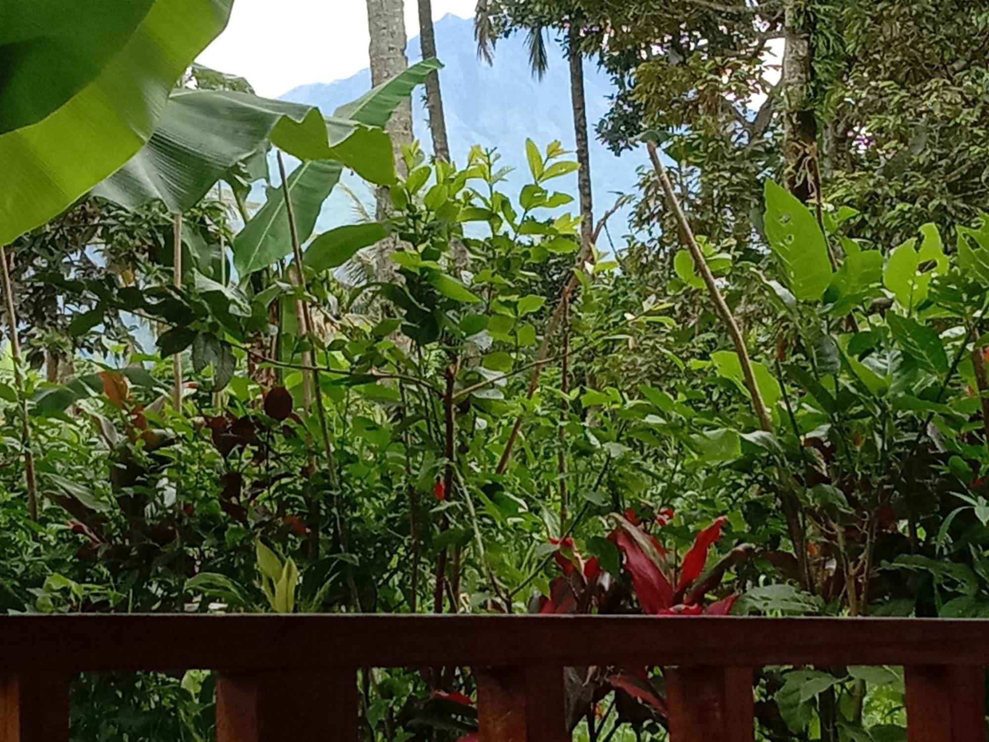 Banana Bungalows Tetebatu Room photo